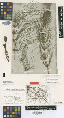 Equisetum telmateia Ehrh. [type]