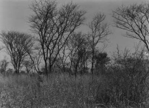 Baum- und Grasbewuchs : Bäume auf einer Wiese