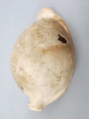 Schneckengehäuse (ovula ovum)