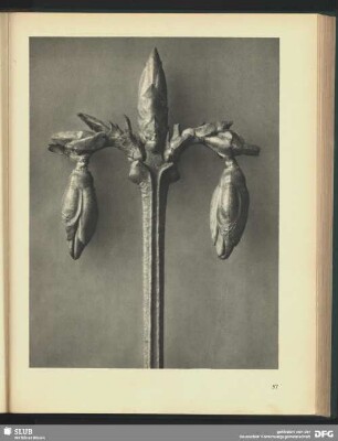 Forsythia suspensa