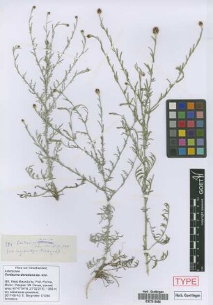Centaurea devasiana[paratype]