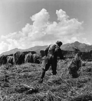 Erntebilder. Heuernte. Bauer beim Heuwenden