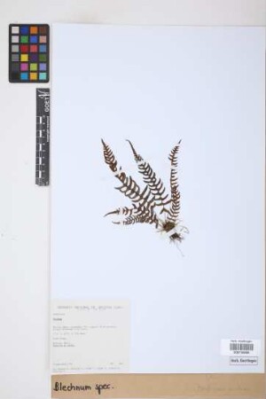 Blechnum