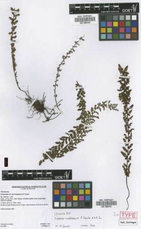 Eriosorus madidiensis M.Kessler & A.R.Sm. [isotype]