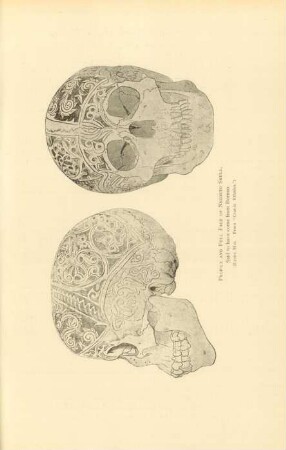 Profile and full face of negrito skull, ...