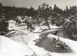 Osterzgebirge. Verschneite Fichten am Rand des Georgenfelder Hochmoores