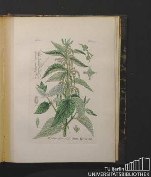 Urticeae. Urtica dioica L. Große Brennessel.
