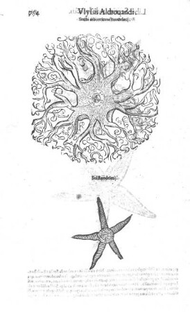 Stella arborescens Rondeletij. - Sol Rondeletij