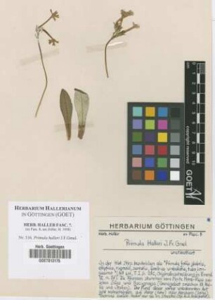 Primula halleri J.F.Gmel.