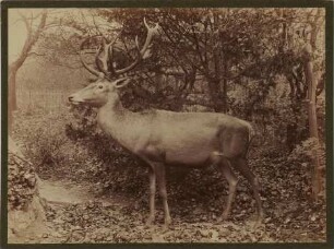 Cervus maral
