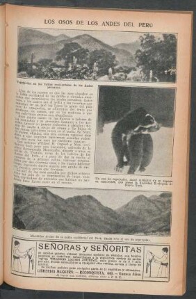 Los osos de los Andes del Perú