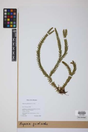 Phlegmariurus gnidioides (L. f.) comb. ined.