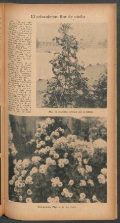 El crisantemo, flor de otoño