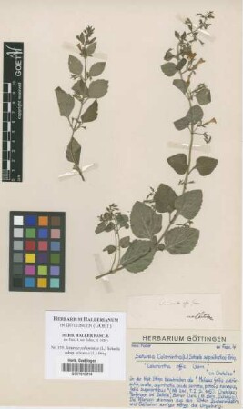Satureja calamintha (L.) Scheele subsp. silvatica (L.) Briq.