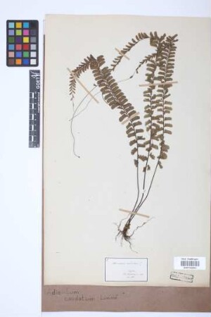 Adiantum caudatum L.