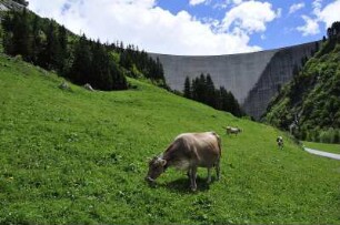 Kühe grasen : Vor der Staumauer der Talsperre grasen Kühe. Aufgenommen im Zillergrund bei Mayrhofen (Tirol) am 29. Mai 2009