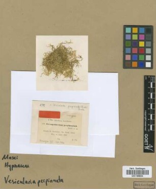 Ectropothecium perpinnatum Broth. [isotype]
