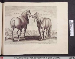 Romanus. Equus matronalis.