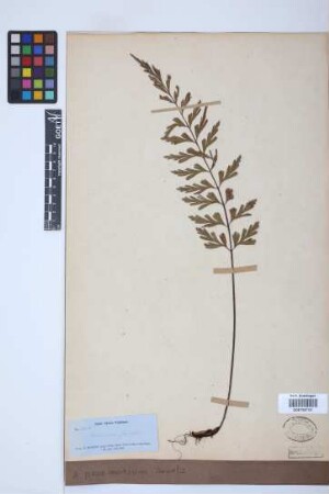 Asplenium praemorsum