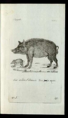 45. das wilde Schwein Sus scrofa aper.