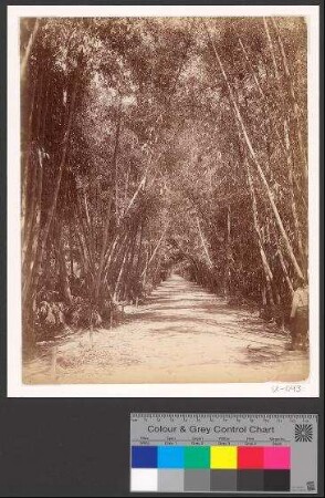 Alley of Bamboo in the Parc of Essaie in Algiers