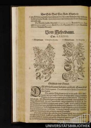 Cap. LXXXIII. Vom Mespelbaum.