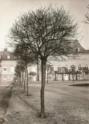 Dresden-Pillnitz. Schlosshof des Neuen Palais mit Gemeinem Flieder (Syringa vulgaris), unbelaubt