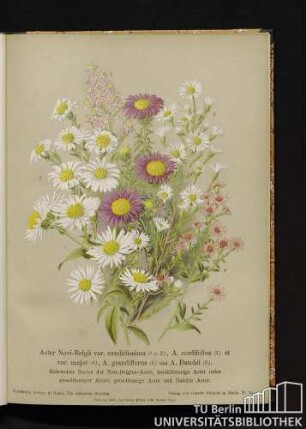Aster-Novi Belgii var. candidisssima (1. u. 2.), A. cordifolius (3.) et var. major (4.), A. grandiflorus (5.) und A. Datchii (6.). Reinweiße Sorten der Neu-Belgien-Aster, herzblätterige Aster, nebst großblumiger Abart, großblumige Aster und Datchis Aster.