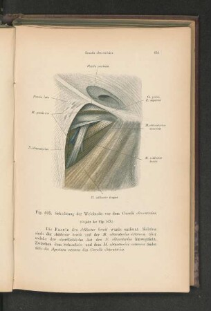 Fig. 525. Schichtung der Weichteile vor dem Canalis obturatorius.
