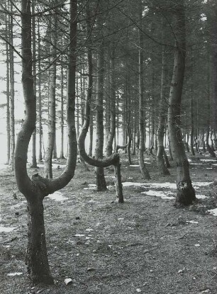 Glashütte, "Hexenwald" an der Straße nach Luchau. Fichtenbestand mit Randbruchschäden durch Schnee und Eis