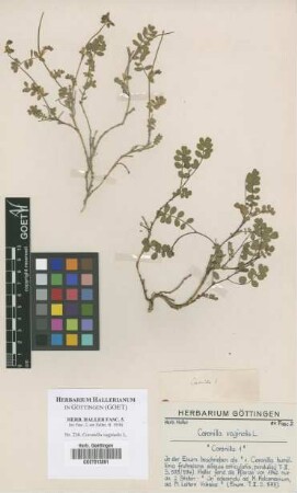 Coronilla vaginalis L.