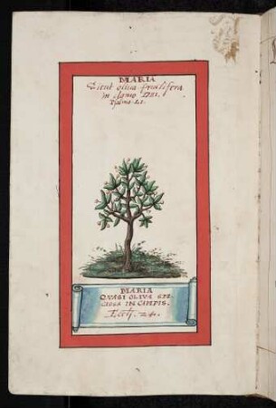 Maria Oliva Speciosa (Ölbaum)