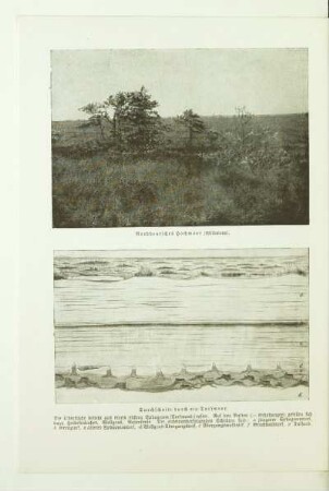 Norddeutsches Hochmoor (Wildmoor)