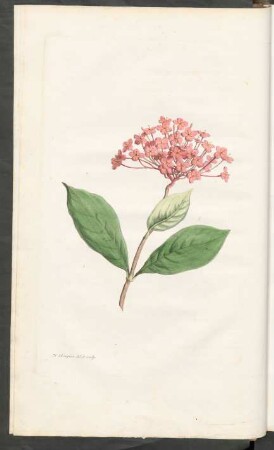 [Ixora coccinea]