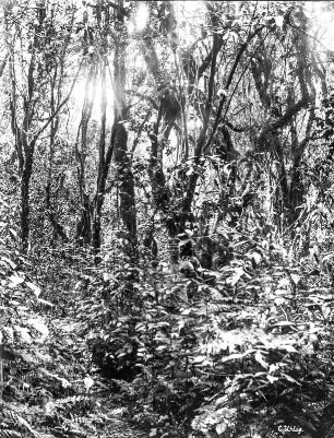 Vegetationsansicht : Ansicht einer Vegetation.