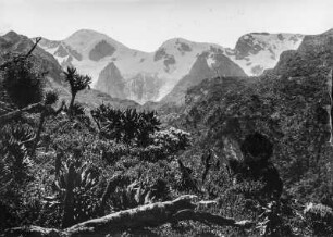 Ruwenzori-Gebirge : Die Landschaft und die schneebedeckten Gipfel des Ruwenzori-Gebirges