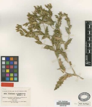 Cousinia cylindracea Boiss. [type]