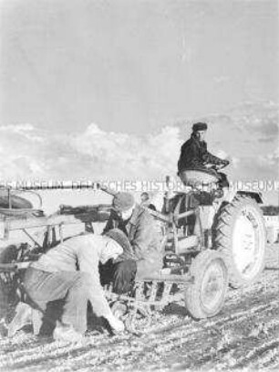 Rübenpflege mit Maschinenhacke an einem Traktor der LPG Krien