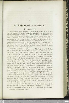 3. Esche (Fraxinus exelsior, L.)