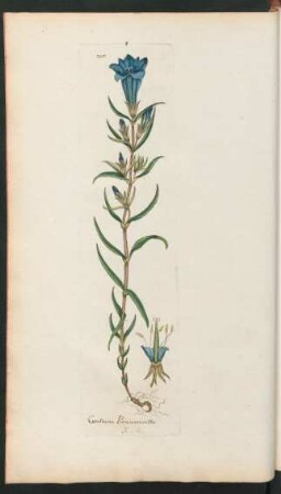 210. Gentiana Pneumonanthe