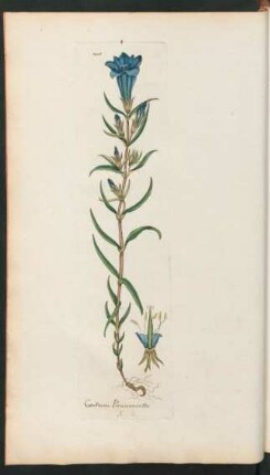 210. Gentiana Pneumonanthe