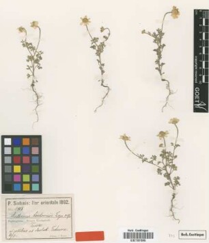 Anthemis sintenisii Freyn [type]