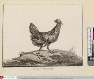 POULE A CRÊTE, DORÉE