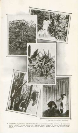I. Coffee plant, showing the remarkable luxuriance of the growth, ...