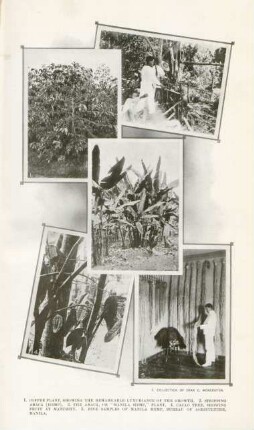 I. Coffee plant, showing the remarkable luxuriance of the growth, ...