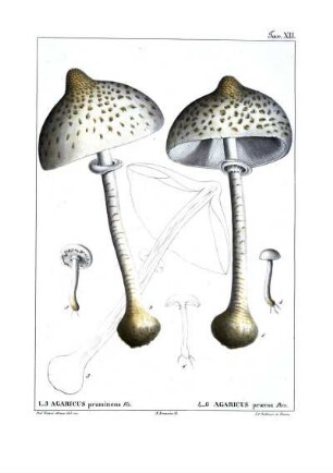 Tav. XII. 1-3 Agaricus prominens Viv. 4-6 Agaricus præcox Pers.