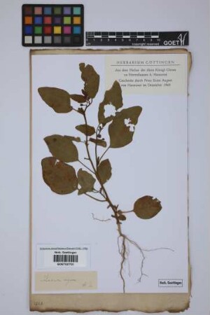 Solanum nigrum L.