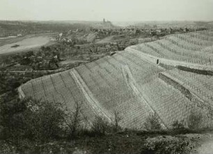 Sachsen. Spaargebirge bei Meißen. Weinberge am Südhang. Blick elbabwärts gegen Meißen
