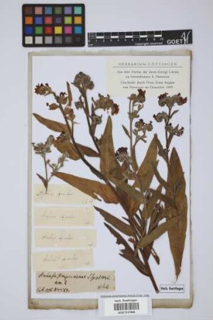 Anchusa sempervirens