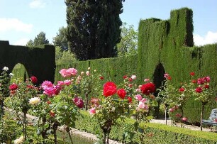 Granada - Burgberg Alhambra : Rosenpracht in der Gartenanlage Generalif auf der Alhambra. "Generalif" bedeutetet "Garten des Architekten", womit Allah gemeint ist, aufgenommen 2007